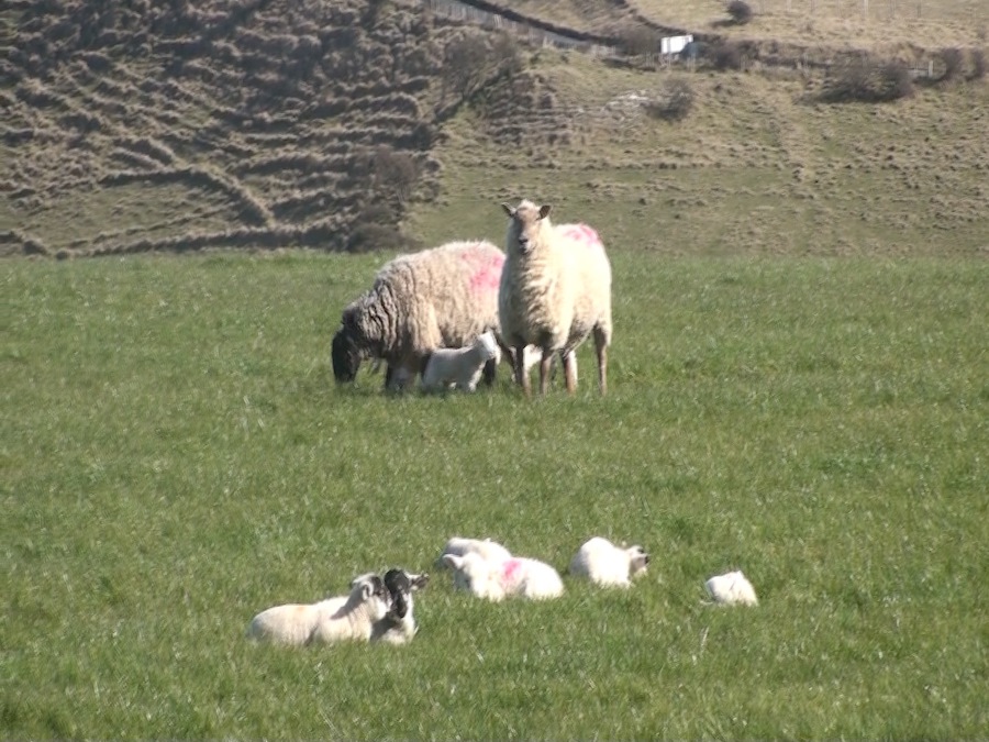2014 baby lambs