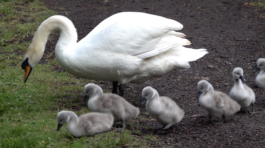 2020 Spring Swan & Babies in Kearsney Abbeo